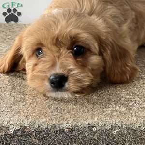 Fairy, Cavapoo Puppy